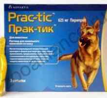 Instrucțiuni pentru utilizarea picăturilor de acarieni `Practic` pentru câini