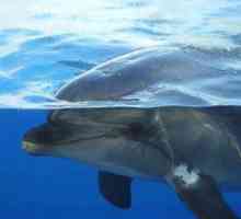 Informații interesante: cum delfini dorm și respir?