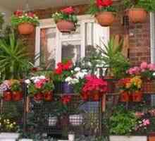 Cutie, oală sau ghiveci de flori pentru plantarea florilor pe balcon