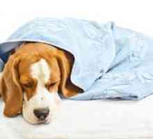Enterita la câini: simptome și tratament
