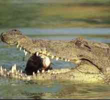 Ce poate visul crocodilului: în apă și pe uscat