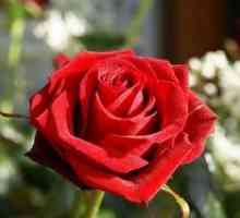 De ce visez la trandafiri roșii, albi sau roz?