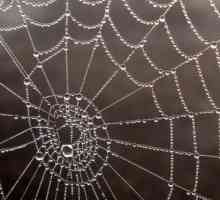 Ce este un vis de păianjeni și păianjeni: interpretarea cărții de vis