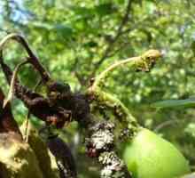 Cum să rezolvați afidele pe pomi fructiferi?