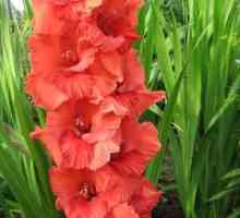 Cum se păstrează bulbi de gladioli: menținerea în timpul iernii la domiciliu