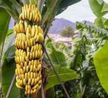 Cum și unde să crească bananele, beneficiile lor și domeniul de aplicare al plantei