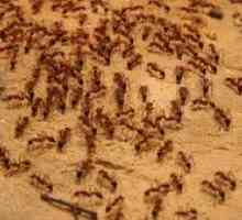Cum să scapi de oaspeții neinvitați: furnici roșii domestice