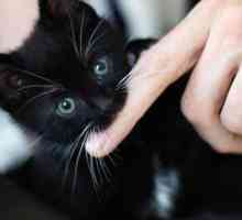 Cum să dezactivați o pisică să muște și să arunce? Cauze și consecințe