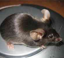 Deoarece mouse-ul este mai bine să mănânce, există un fel de mouse sălbatic și acasă