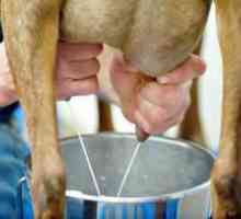 Cum să înveți cum să laptezi și să distribuie corect o capră