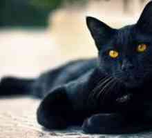 Cum să numiți o pisică neagră o pisică în familie