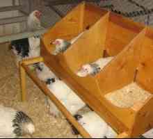 Cum să dota o găină în interiorul găinilor ouătoare în mod corect?