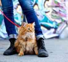 Cum să îmbrăcați o harnică pe o pisică și ce să alegeți leashes