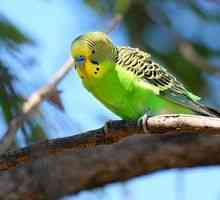 Cum se determină vârsta unui papagal ondulat: ce să căutați