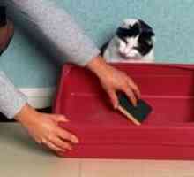 Cum să dezactivați o pisică de fault într-un loc greșit ușor și rapid