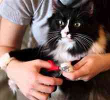 Cum să taie ghearele unei pisici acasă