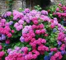 Cum să plantezi o grădină de hortensie, să îngrijești răsadurile