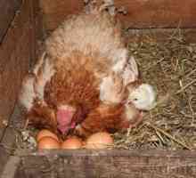 Cum să plantezi un pui pe ouă. Găini găini