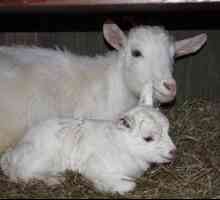 Cum să laptezi și să distribui o capră înainte și după lambing