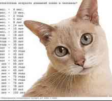 Cum să determinăm corect vârsta unei pisici sau a unei pisici