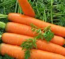 Cum să plantezi morcovii în mod corect? Când să plantezi morcovi?