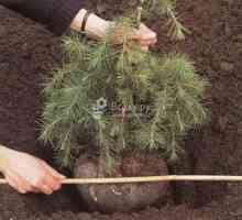Cum să plantezi un răsad de pin?