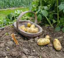 Cât de corect să plantați cartofii sub o lopată