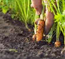 Cum să plantezi morcovii în primăvară și toamnă
