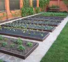 Cât de corect să faceți paturi de grădină de legume?