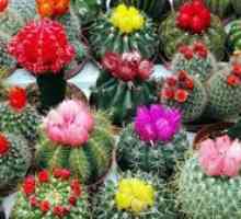 Cum să ai grijă de cactus acasă