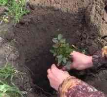 Cum să plantezi în mod corespunzător trandafiri în primăvară în pământ