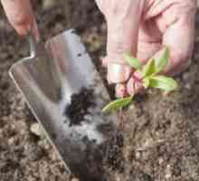 Cum se plantează sfeclă la însămânțarea semințelor