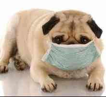 Cum se face o alergie la câini, simptome și tratament