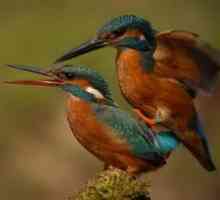 Cum se multiplică păsările: perioada de fertilizare și împerechere