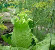 Cum să plantezi o salată de frunze în sol deschis cu semințe și să ai grijă de ea