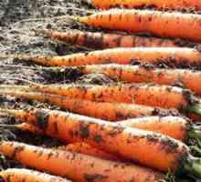 Cum să plantezi morcovii pe o bandă în sol deschis: sfaturi pentru grădinari