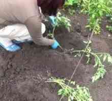 Cum să plantezi roșiile în sol deschis. Plantarea pe răsaduri