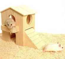 Cum sa faci o casa pentru un hamster cu mainile tale