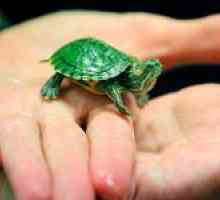Cum să ai grijă de o broască țestoasă acasă