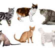 Cum să recunoască și să identifice o rasă de pisici acasă