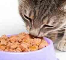 Cum sa alegi un aliment lichid si uscat pentru pisici?