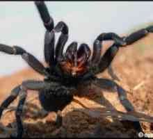 Ce arata un tarantula spider - cine este otravitor sau nu?