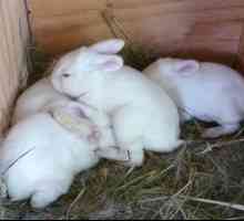 Cum să hrăniți iepurii rămași fără îngrijirea iepurelui?