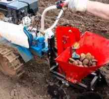 Cum să plantați cartofii cu un motor-bloc