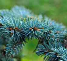 Cum să crească o molid albastru: plantarea și îngrijirea pentru o frumusețe albastră