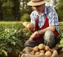 Cum să crească o recoltă bună de cartofi