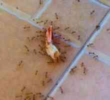 Cum să obțineți furnici acasă în apartamentul dvs.