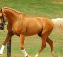 Care este viteza maximă a unui cal