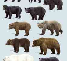Care sunt tipurile de urși și modul lor de viață