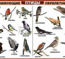 Care sunt tipurile de păsări: numele și descrierea lor
